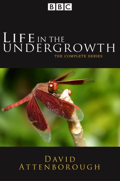 Life in the Undergrowth - Season 1